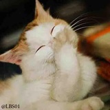 Cats WhatsApp Sticker #3