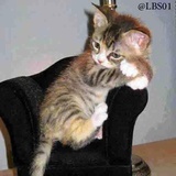 Cats WhatsApp Sticker #4