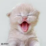 Sticker 60