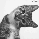Cats WhatsApp Sticker #5