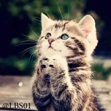 Cats WhatsApp Sticker #6