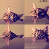 Cats WhatsApp Sticker #7