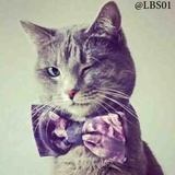 Cats WhatsApp Sticker #8