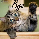 Cats WhatsApp Sticker #9