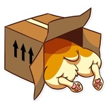 Corgeous WhatsApp Sticker #19