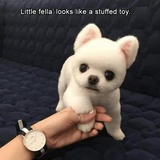 Funny Animals WhatsApp Sticker #16