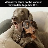 Funny Animals WhatsApp Sticker #17