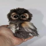 Funny Animals WhatsApp Sticker #21