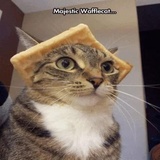 Funny Animals WhatsApp Sticker #22