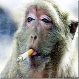 Funny Animals WhatsApp Sticker #25