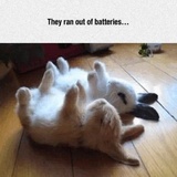 Funny Animals WhatsApp Sticker #6