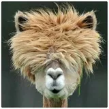 Happy Alpaca