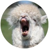 Happy Alpaca WhatsApp Sticker #10