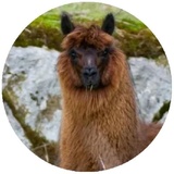 Happy Alpaca WhatsApp Sticker #11