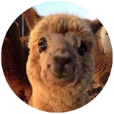 Happy Alpaca WhatsApp Sticker #12