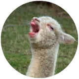 Happy Alpaca WhatsApp Sticker #15
