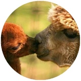 Happy Alpaca WhatsApp Sticker #16