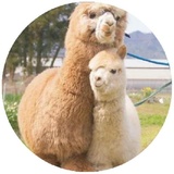 Happy Alpaca WhatsApp Sticker #18