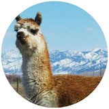 Happy Alpaca WhatsApp Sticker #2