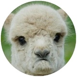 Happy Alpaca WhatsApp Sticker #20