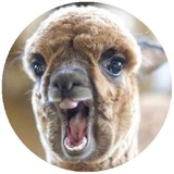 Happy Alpaca WhatsApp Sticker #21