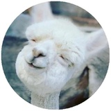 Happy Alpaca WhatsApp Sticker #22