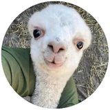 Happy Alpaca WhatsApp Sticker #23