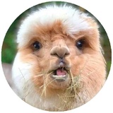 Happy Alpaca WhatsApp Sticker #24