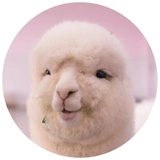 Happy Alpaca WhatsApp Sticker #25
