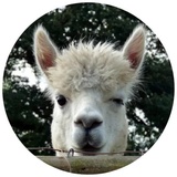 Happy Alpaca WhatsApp Sticker #27