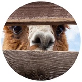 Happy Alpaca WhatsApp Sticker #28