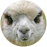 Happy Alpaca WhatsApp Sticker #3