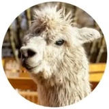 Happy Alpaca WhatsApp Sticker #30