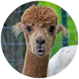 Happy Alpaca WhatsApp Sticker #4