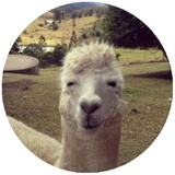Happy Alpaca WhatsApp Sticker #5