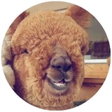 Happy Alpaca WhatsApp Sticker #6