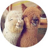 Happy Alpaca WhatsApp Sticker #7