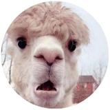 Happy Alpaca WhatsApp Sticker #8