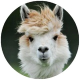 Happy Alpaca WhatsApp Sticker #9