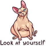 Meme Cats WhatsApp Sticker #16