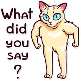 Meme Cats WhatsApp Sticker #27