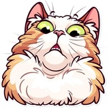 Meme Cats WhatsApp Sticker #4