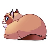 Kooky Cat WhatsApp Sticker #18