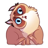 Kooky Cat WhatsApp Sticker #20