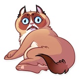 Kooky Cat WhatsApp Sticker #4