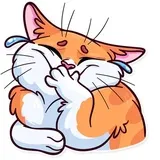 Meme Cats