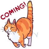 Meme Cats WhatsApp Sticker #14