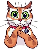 Meme Cats WhatsApp Sticker #15