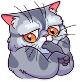 Meme Cats WhatsApp Sticker #16