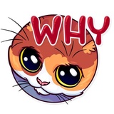 Meme Cats WhatsApp Sticker #18